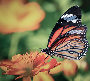 会员市场安全的加特林短信测压