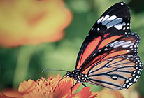 呼死你在线使用