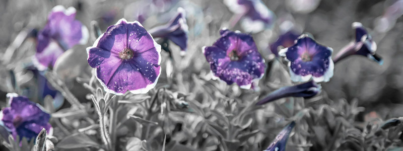 在线短信轰炸工具