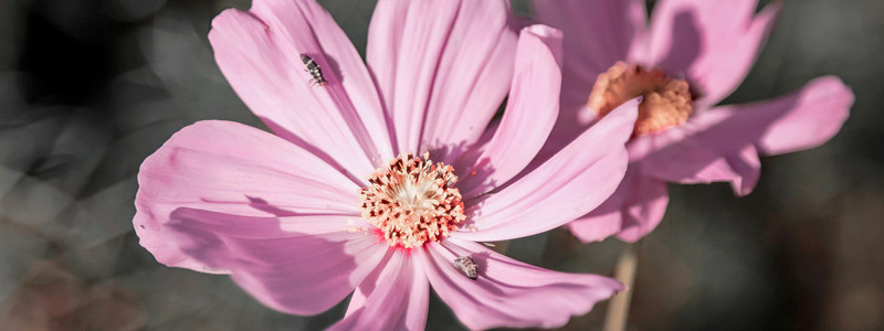 在线短信轰炸软件