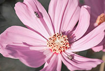 批发渠道价格的安卓短信轰炸机