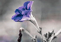 打爆别人短信的软件